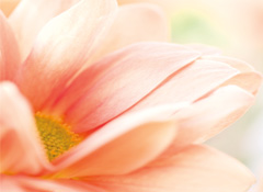 Pelvic Health Community Talks